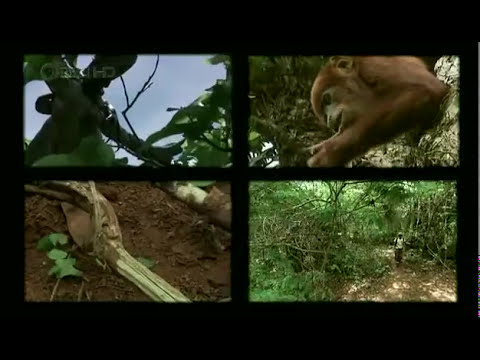 National Geographic - Strange Days on Planet Earth - Part 3 of 4 - Predator