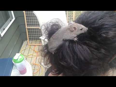Scared Mouse jumps into my sister's hair to hide from cats, Martha Lake, WA