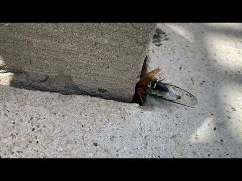 Cicada Killer Wasp Snacking on a Cicada in West Windsor, NJ