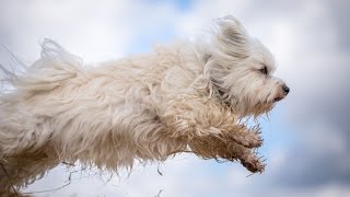 Havanese Intelligence: Training Techniques for a Smart Dog