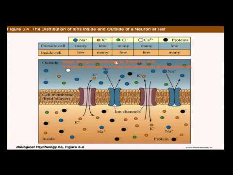Brain and Behavior - Neural Communication: Electrical Properties