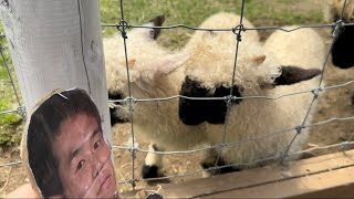 仔ヒツジ vs 野獣先輩