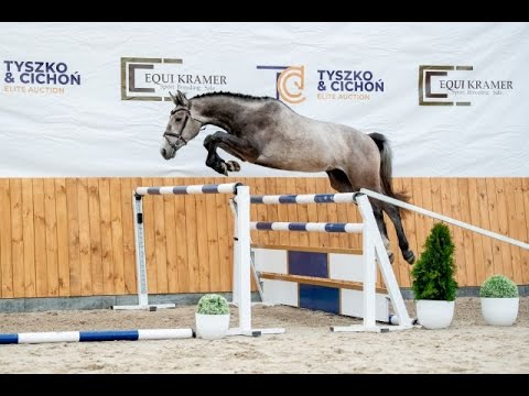 7. Twilight Van De Kattevennen Z (Taloubet Z x Levisto Z), ogier/stallion, ur./born 2019