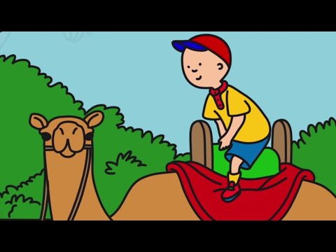 Caillou | Caillou en de kamelenrit | Nederlands Gesproke | 522