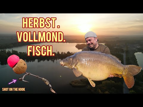Karpfenangeln im Herbst bei Vollmond | Shot on the Hook Rig | Live-Runs und Action