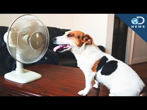 How To Protect Your Pet From Summer Heat!
