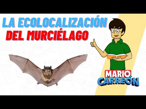 La Ecolocalización del Murciélago