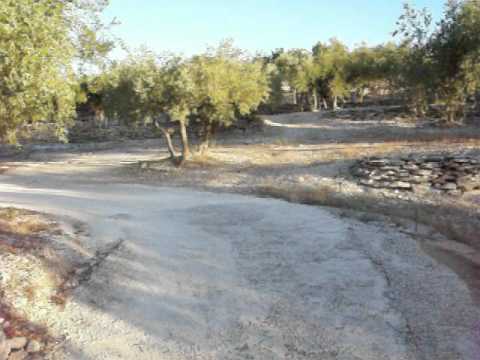 Homage to Dirk Bogarde in the olive groves of Provence