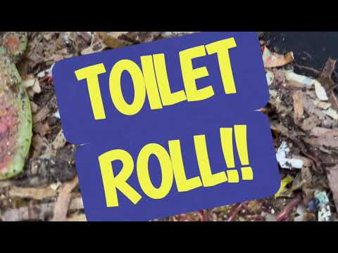 Toilet paper in worm bin ~ 4 days later