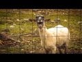 The Screaming Sheep (Original Upload) 