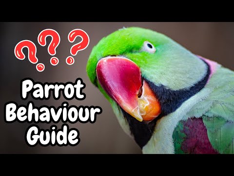 Parrot Behaviour Guide | Cockatiel Macaw Budgie Conure Love Bird Behaviors | TheParrotTeacher