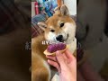 Dog Gacha Success Owner Short