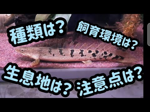 Chromidotilapiaについて詳しく解説