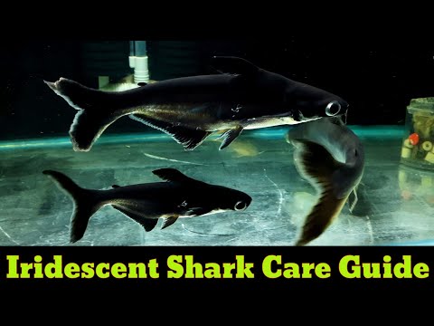image-What does an iridescent shark eat?