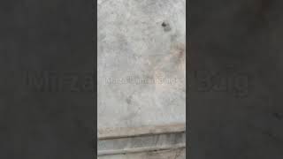 Download lagu Hamid Mir Father Waris Mir Grave #hamidmir #shorts #foryou mp3