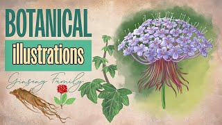 Exploring the Ginseng Family Through Botanical Illustration
