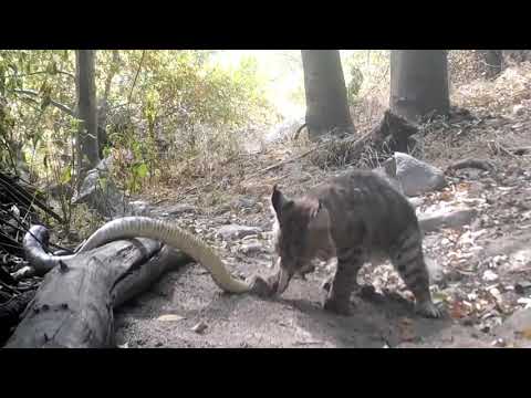 Bobcat Kills Rattlesnake While Fighting - 1147348