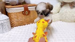 シーズーの動画02