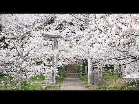 ４K映像　桜の季節を振り返る　筑紫野市の桜スポット