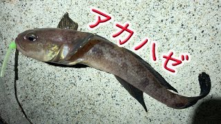 シャコ釣りに行ったらアカハゼっていうのがそこそこ釣れた
