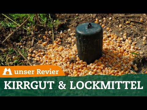 So lockt ihr Schwarzwild an die Kirrung | Tipps zum Kirrgut | unser Revier | #83