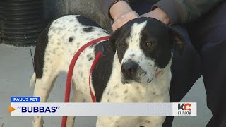 PAUL'S PETS: 'Bubbas' the dog up for adoption at Humane Educational Society in Chattanooga