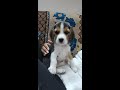 Lilly S Learning Stage Leo Lilly Leo The Beagle