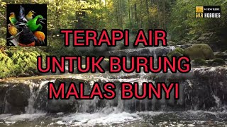 Download lagu TERAPI AIR, Terapi Burung Susah GACOR, Burung Macet, Burung Stress. mp3