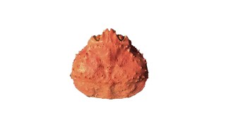 シン・カニカマ