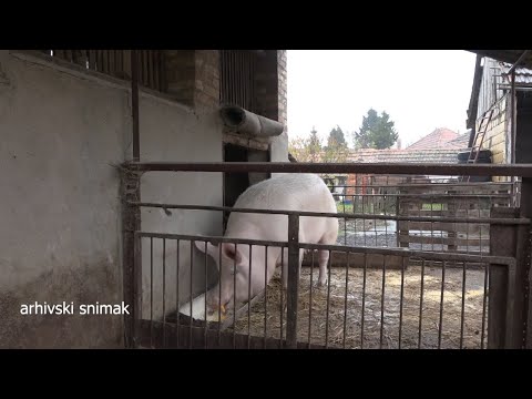 Zabeleženih slučajeva afričke kuge svinja nema, ali treba biti na oprezu