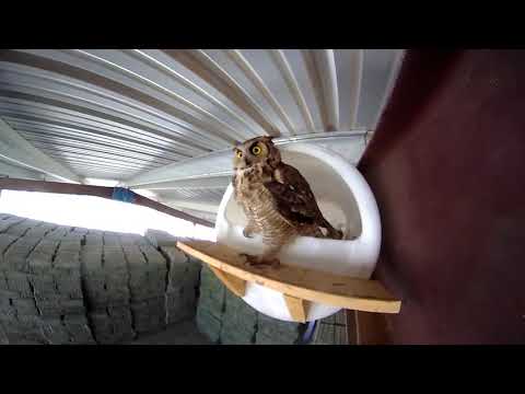 Owl barrel nest box