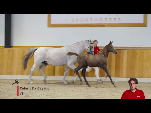 Calgary v/h Reukenis Z