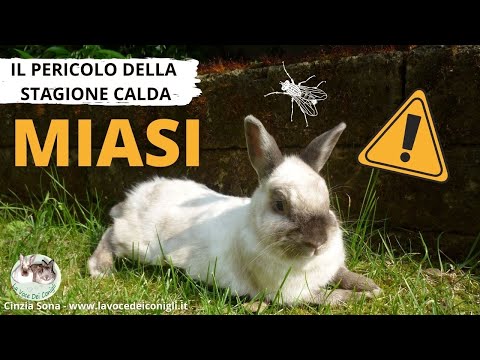 , title : 'MIASI nel coniglio (parassitosi) #coniglio #parassiti'