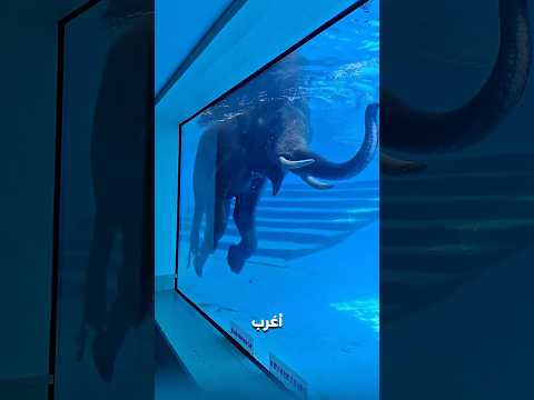 أغرب 5 حيوانات بتخلي الفيل يبان جبان