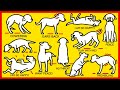How To Understand Your Dog Better