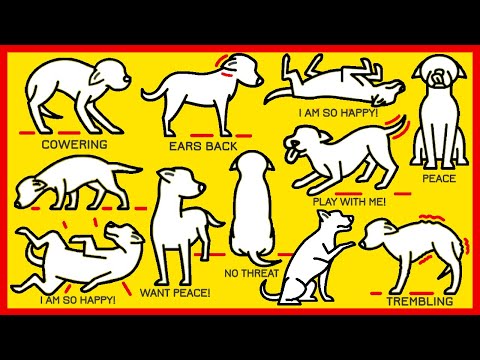YouTube video about: How do you say please in dog language?