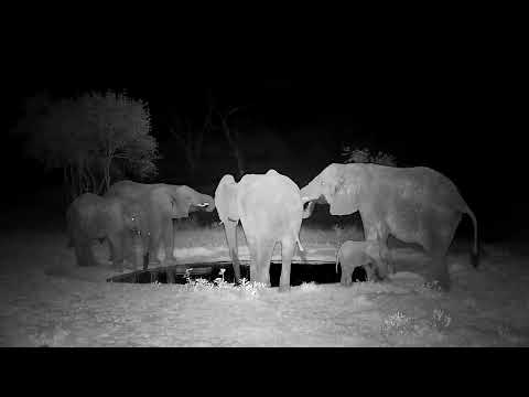 Djuma: Five Elephants, including tiny one drink at the pan - 21:06 - 10/25/2022