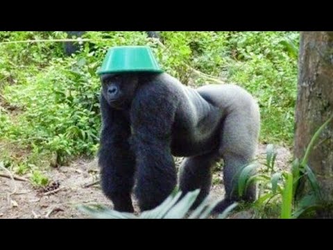 Vous ne pourrez pas vous empêcher de rire devant ces singes les plus drôles.