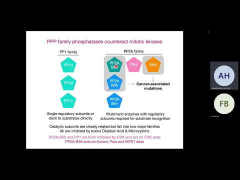 Aurora kinase function in mitosis: a relationship under tension