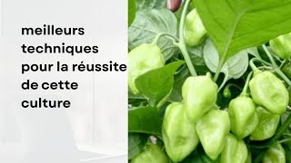 L’expérience d’un producteur sur la réussite du piment rond