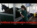 Artificial Insemination In Horses