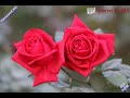 Tiromancino, Enula - Due rose, canto e testo