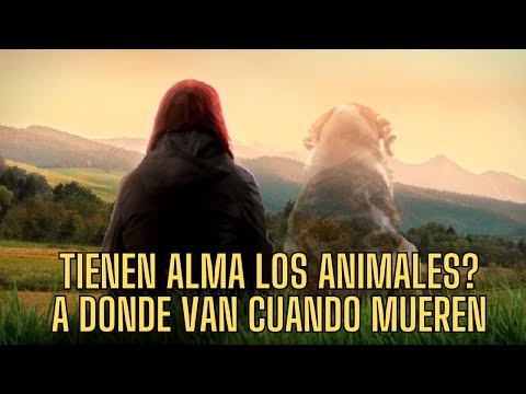 TIENEN ALMA LOS ANIMALES ....QUE OCURRE CUANDO MUEREN