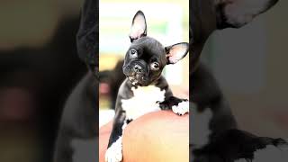 Video preview image #1 Faux Frenchbo Bulldog Puppy For Sale in Corona, CA, USA