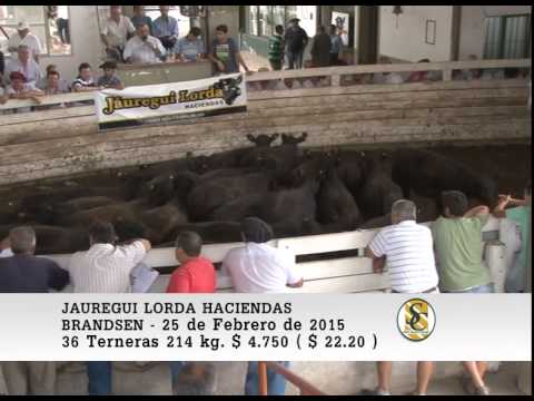 Jauregui Lorda - Brandsen - Venta Hembra - 25-02-2015