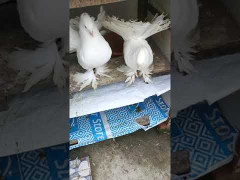 ❤️ All white pigeon ❤️