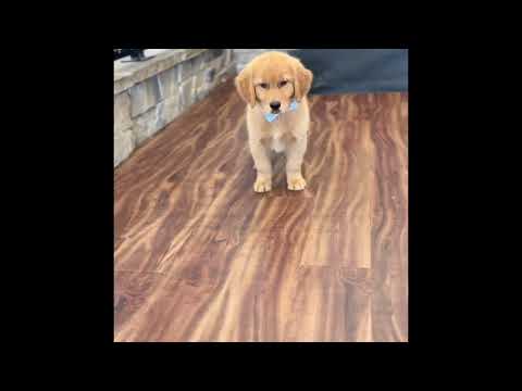 Biscuit video preview