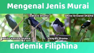 Download lagu Murai Filiphina:Murai Niger/Palawan, Black shama, Visayan Shama, Murai Luzon mp3 Download lagu Murai Filiphina:Murai Niger/Palawan, Black shama, Visayan Shama, Murai Luzon mp3