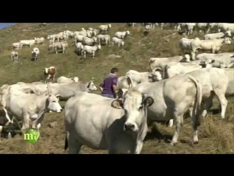 Melaverde Valle Ellero 20 11 16 Roccaforte - Lurisia Terme