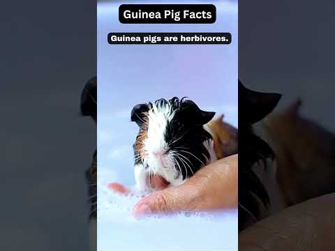 , title : 'Guinea pigs are herbivores. #shorts #short #shortsfeed #shortsvideo'